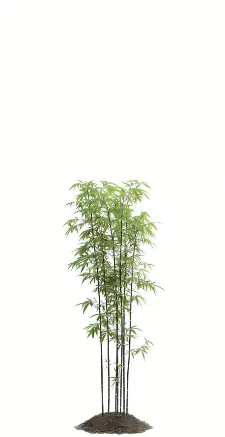 喵与壁虎